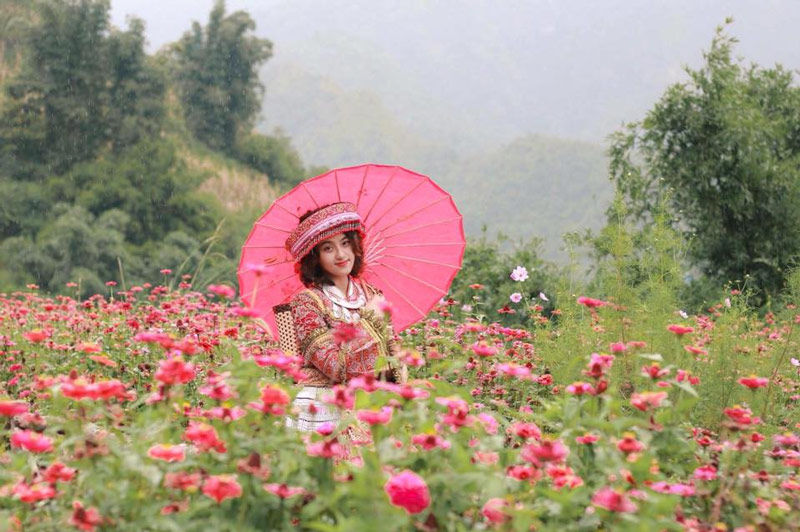 Du khách tạo dáng chụp ảnh bản Cát Cát, xung quanh là khóm hồng cổ Sa Pa đang vào mùa nở rộ