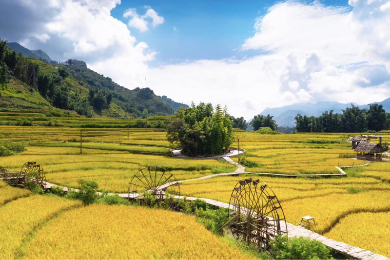 Chụp hình bản Cát Cát vào thời điểm tháng 9 đến tháng 10 là mùa lý tưởng nhất