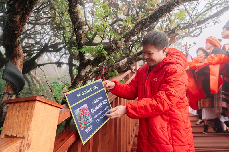 Ban lãnh đạo treo biển tên cho cây đỗ quyên quang trụ gần 1.000 năm tuổi