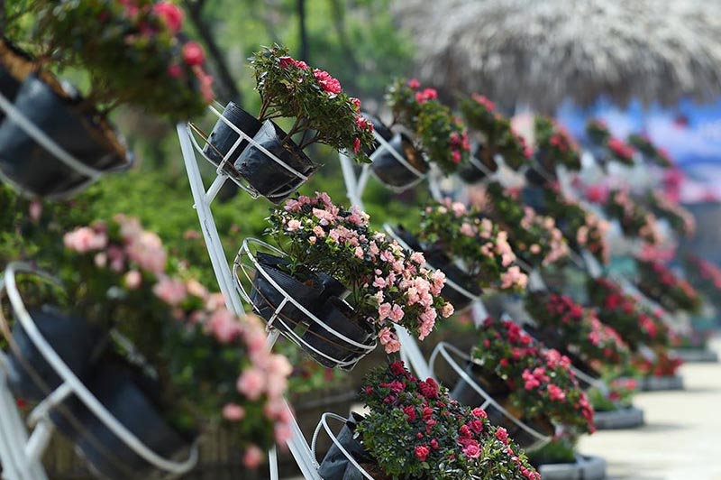 Chậu hoa đỗ quyên được ươm trồng để trang trí không gian lễ hội