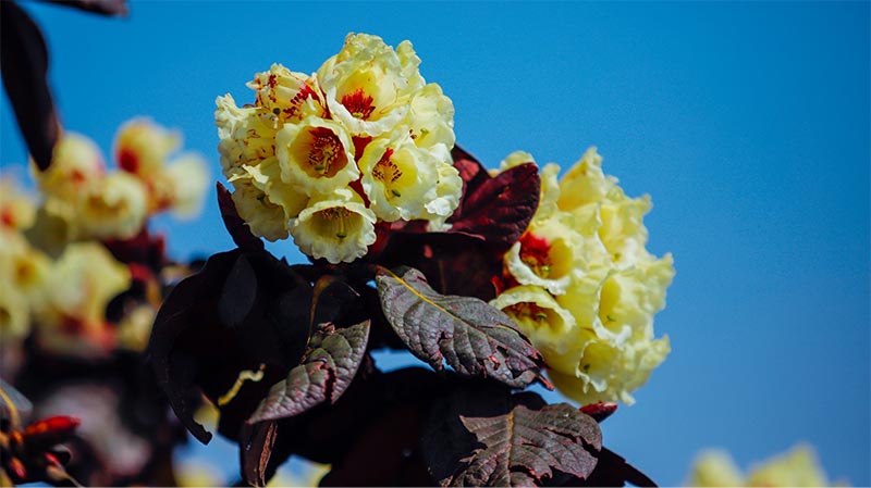 Cận cảnh chùm hoa đỗ quyên cành thô xinh xắn