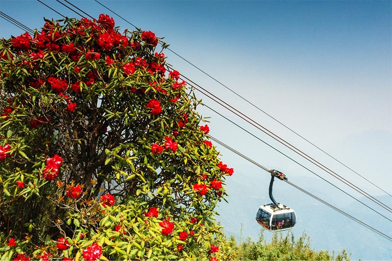 Dáng vẻ yêu kiều của đỗ quyên cổ thụ mọc trên đỉnh núi