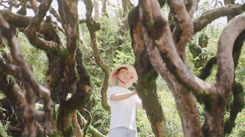 Du khách chạm vào thân cây đỗ quyên để thành tâm cầu nguyện