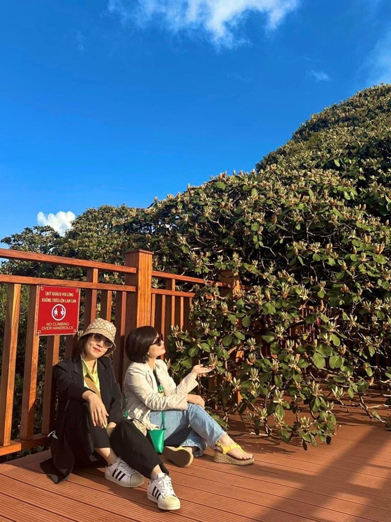 Du khách nữ chụp ảnh bên giàn đỗ quyên hoa lá xum xuê