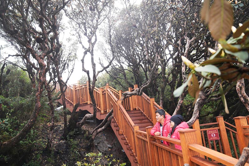 Để di chuyển nhanh chóng đến con đường đỗ quyên, bạn nên lựa chọn trang phục và giày dép thoải mái