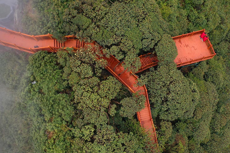 Hình ảnh thực tế của đường đi bộ ngắm hoa đỗ quyên khi quan sát từ trên cao