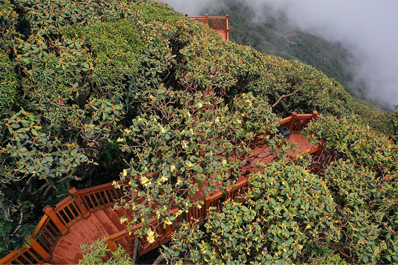 Con đường đỗ quyên trên đỉnh Fansipan