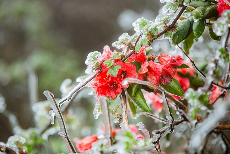 Hoa đỗ quyên nở rực giữa băng tuyết lạnh giá