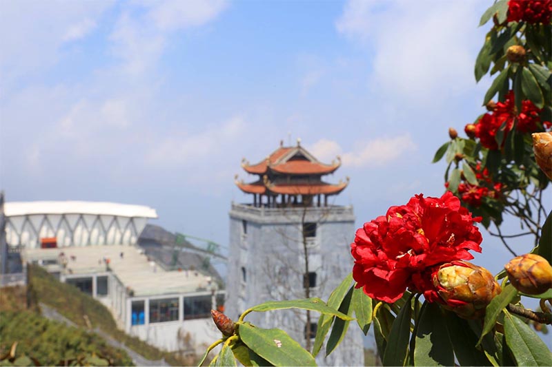 Du khách không nên hái hoa đỗ quyên để bảo vệ di sản quý giá