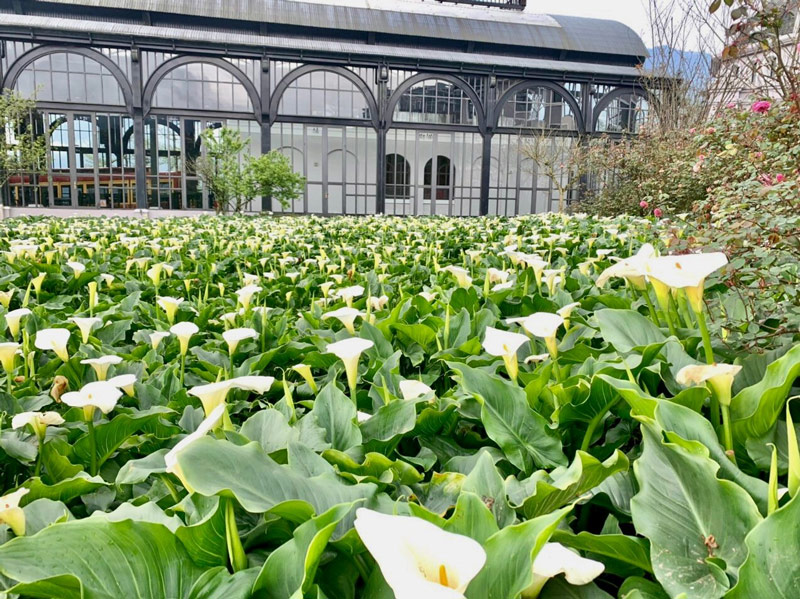 Vườn hoa Rum nở rộ ngay sát ga tàu hỏa leo núi Mường Hoa