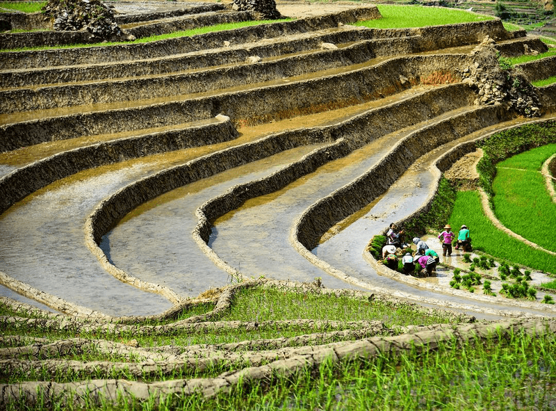 Vẻ đẹp lao động của người nông dân cặm cụi cấy lúa