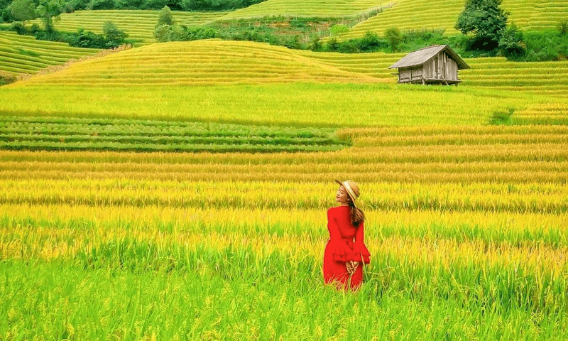 Du khách thả hồn giữa hương thơm lúa chín tại Nậm Cang Sapa