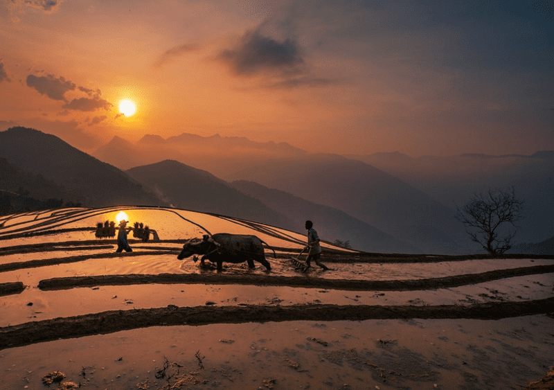 Hình ảnh người dân bản Nậm Cang bận rộn đồng áng bên ánh chiều muộn