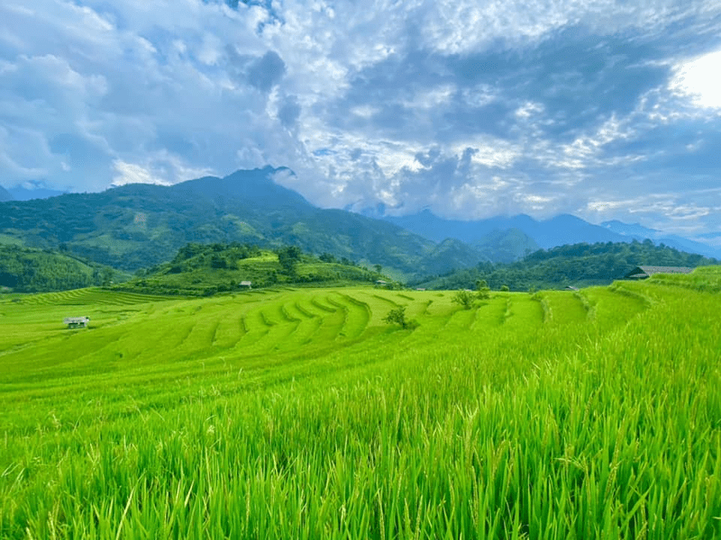 Thân lúa vươn mình đón nắng sớm