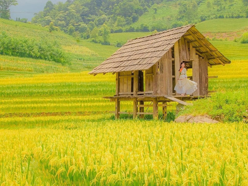 Du khách nữ check in trên nhà sàn được dựng lên giữa cánh đồng