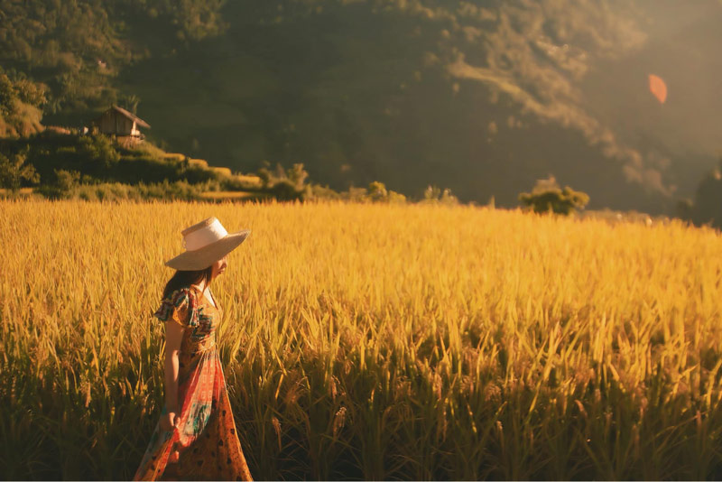 Nắng chiều tà nhuộm lên ruộng lúa chín khiến không gian có phần trầm mặc