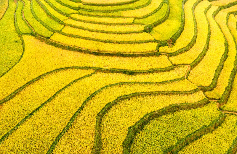 Vẻ đẹp của những thửa ruộng bậc thang vàng ruộm