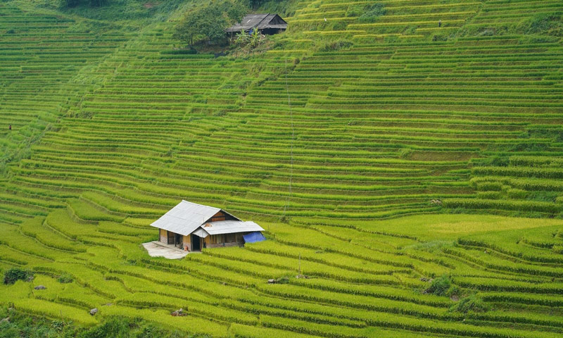 Ngôi nhà gỗ nhỏ nằm đơn độc giữa ruộng lúa thì con gái