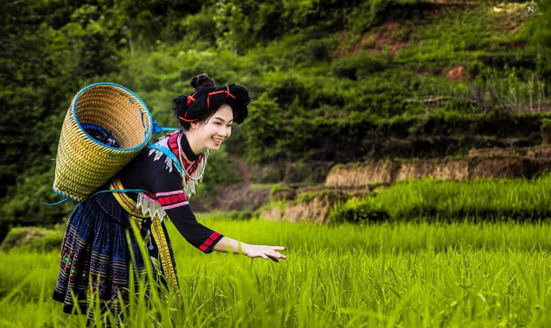 Du khách nữ nhẹ nhàng chạm tay ngọn lúa căng tràn nhựa sống