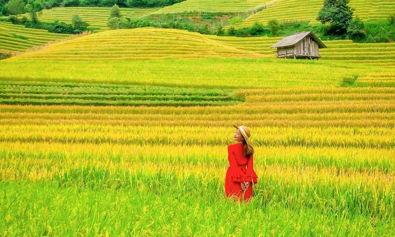 Du khách thả hồn giữa hương lúa chín