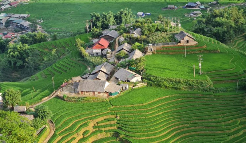 Thảm lúa xanh ngát vào mùa lúa thì con gái