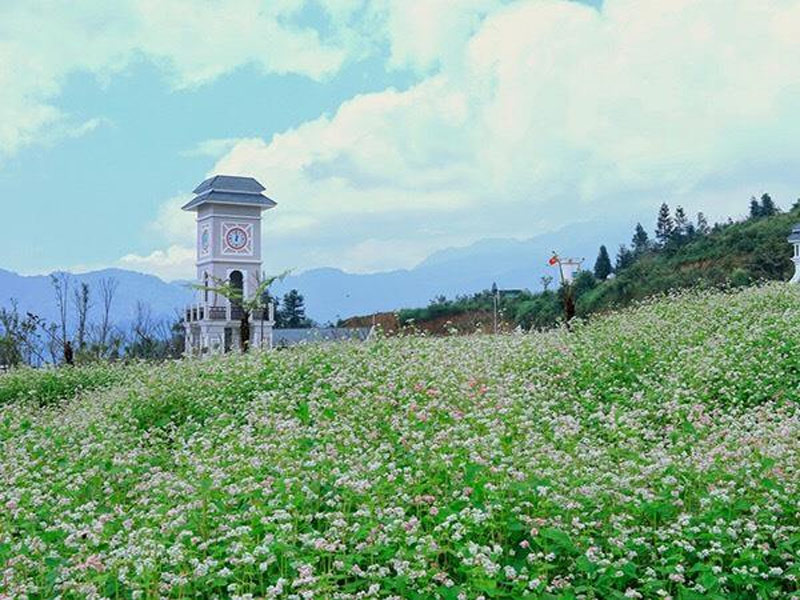 Cánh đồng tam giác mạch ở cổng Khu du lịch Sun World Fansipan Legend