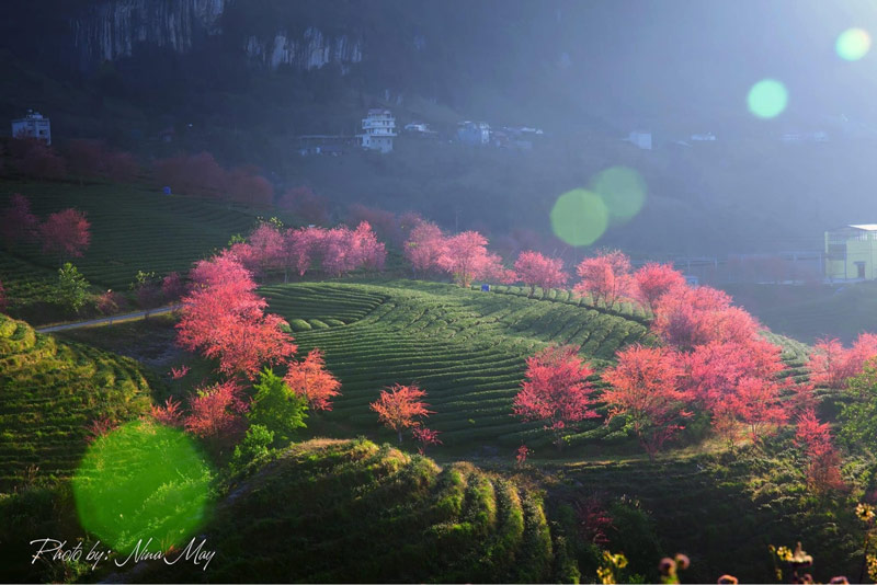 Chiêm ngưỡng khung cảnh thiên nhiên đẹp thơ mộng tại Đồi chè Ô Quy Hồ