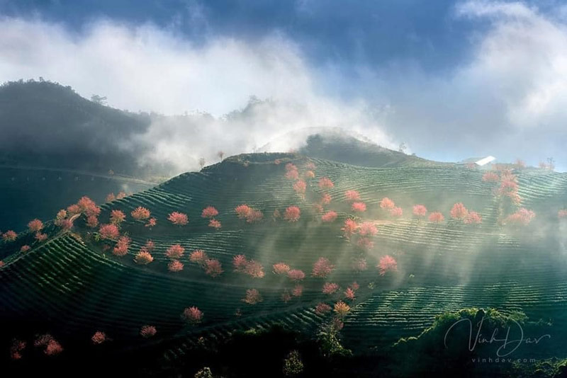 Khung cảnh đồi chè nên thơ lẫn trong sương mù