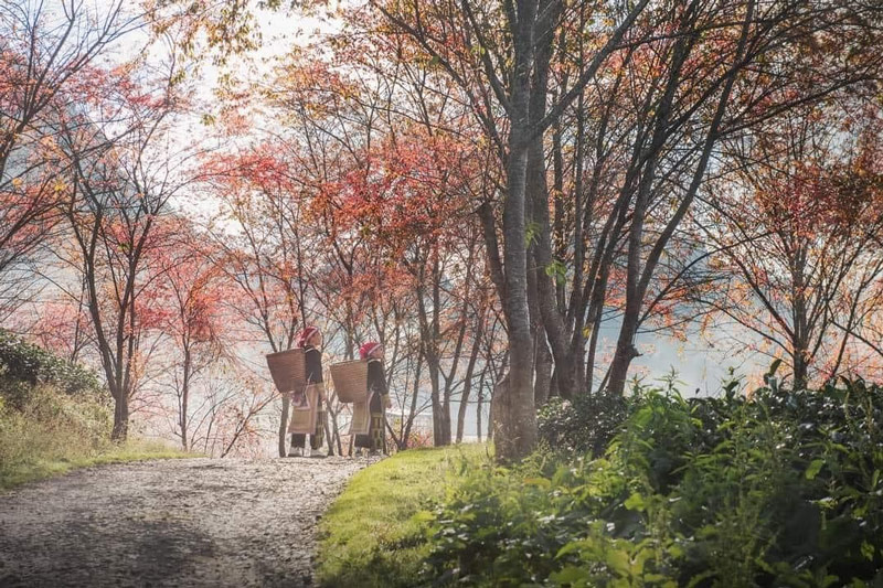 Đồi chè rộng lớn được trồng xen kẽ với những hàng cây mai anh đào 