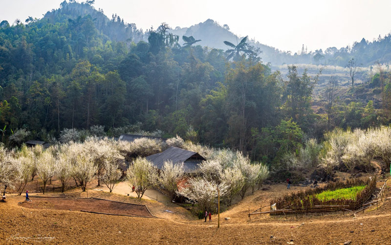 Hoa mận nở trắng trời tại Bản Tả Van