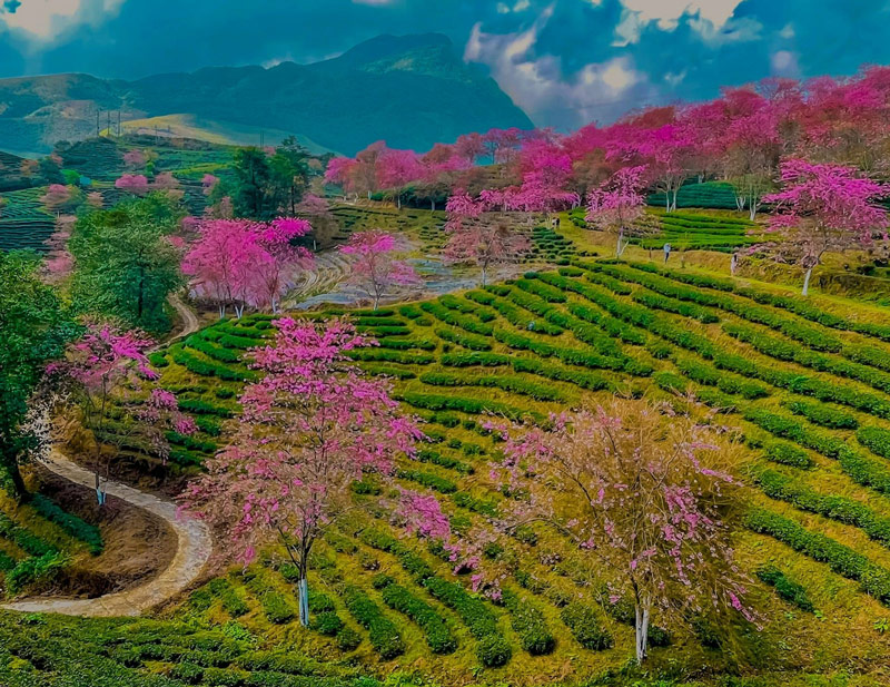 Hàng mai anh đào "nhuộm hồng" đồi chè Ô Quy Hồ vào mùa đông