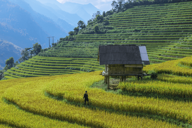 Khung cảnh ruộng bậc thang đẹp như tranh tại bản Lao Chải