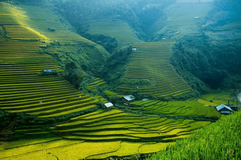 Ruộng bậc thang xanh ngát đang chuyển dần sang vàng cuối mùa hè