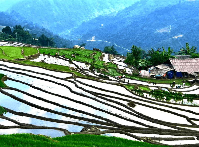 Du lịch Sa Pa mùa hè để ngắm nhìn ruộng bậc thang như những tấm gương bạc trắng xóa