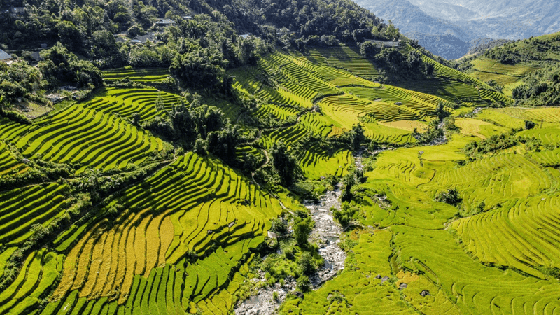Màu lúa chuyển dần từ xanh sang vàng cuối mùa hè