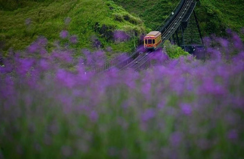 Hoa mã tiền thảo điểm sắc cho chuyến tàu hoả leo núi Mường Hoa 