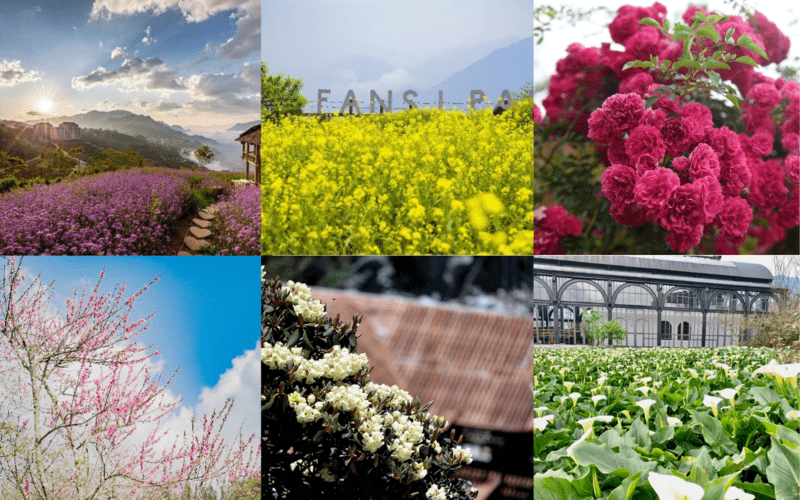 Sắc hoa trên đỉnh Fansipan vào tháng 4