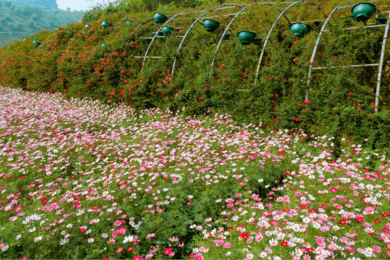 Thế giới hoa rực rỡ trên đỉnh Fansipan vào mỗi độ tháng 4 