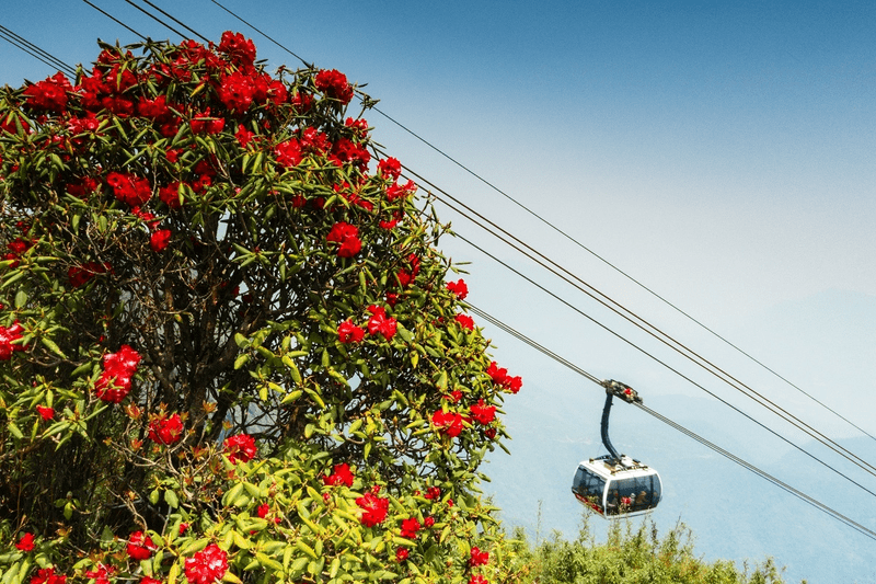 Cây đỗ quyên cổ thụ khoe sắc bên đường cáp treo lên đỉnh Fansipan