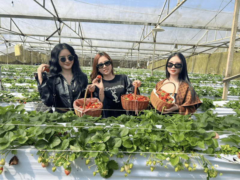 Trải nghiệm hái dâu tại vườn luôn thu hút đông đảo du khách khi đi du lịch Sa Pa tháng 4