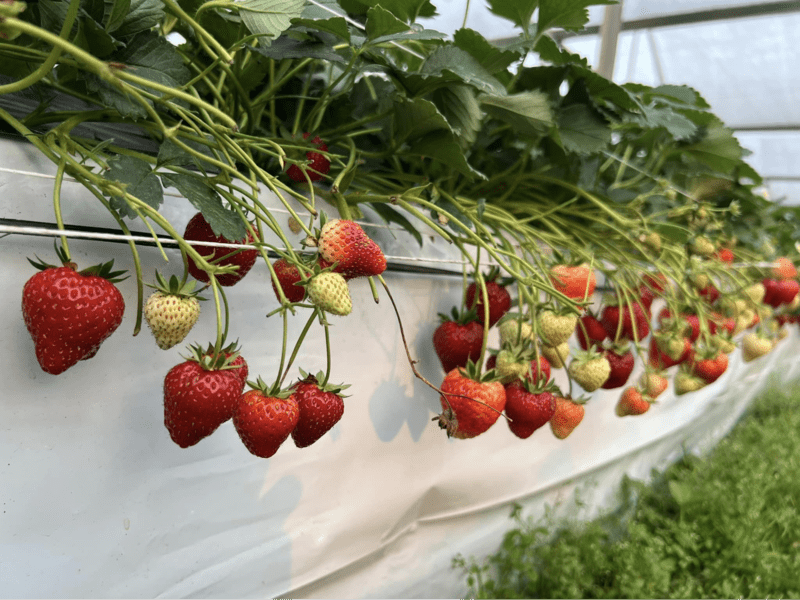 Những chùm dâu tây đỏ vọng tại các vườn dâu ở Sa Pa vào tháng 4