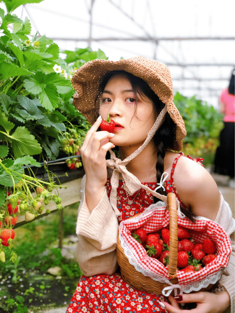 Check-in trong vườn dâu là hoạt động hấp dẫn với giới trẻ