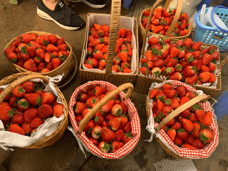 Ngoài việc thưởng thức dâu tại vườn, du khách có thể mua thêm dâu và nhờ vườn đóng gói về làm quà