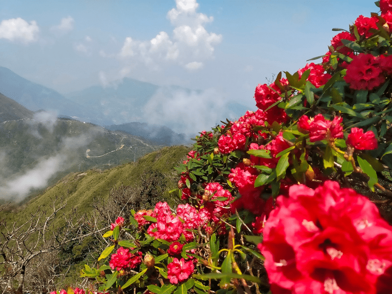 Những chùm hoa đỗ quyên ở rừng Y Tý bung nở, rung rinh trong nắng gió vùng cao tháng tư