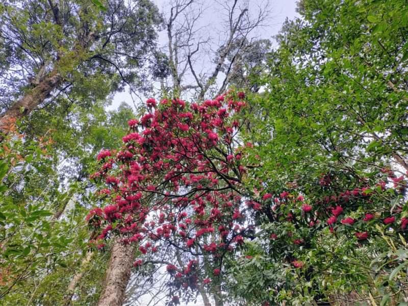 Hoa đỗ quyên khoe sắc trên từng cung đường, níu chân bao du khách đi du lịch Sa Pa tháng 4