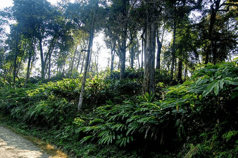 Rừng thảo quả xanh tươi dưới bóng cây cổ thụ