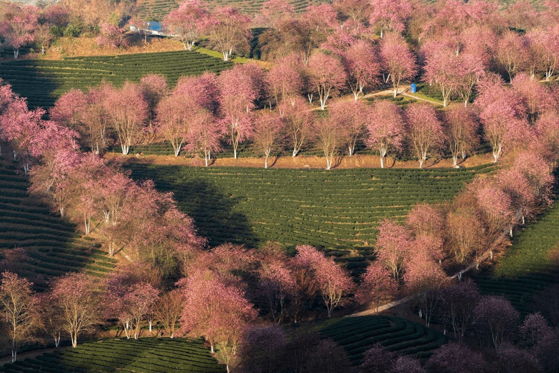 Du lịch Sa Pa tháng 4 để ngắmm nhìn hoa anh đào nở rộ trên các sườn đồi
