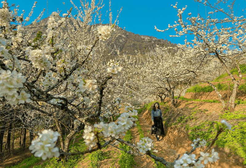 Đến Sa Pa tháng 4, du khách có cơ hội chiêm ngưỡng vườn hoa mận nở muộn cuối xuân
