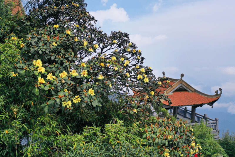 Hoa đỗ quyên tháng 4 đơm sắc rực rỡ, tô điểm cho núi rừng đại ngàn trong sương