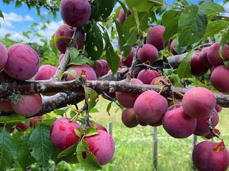 Du khách đừng quên thưởng thức những trái mận tươi ngon tại vườn khi đến Sa Pa tháng 6